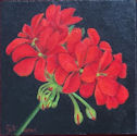 Geranium